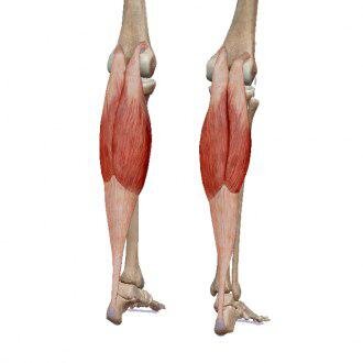 Икроножная мышца