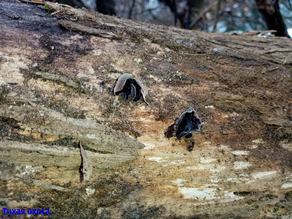 ЧЁРНЫЙ ДРЕВЕСНЫЙ ГРИБ МУЭР можно собирать в зимние оттепели и даже из ...