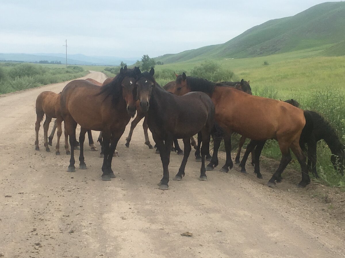 Время от времени путь мне перекрывали табуны лошадей. 