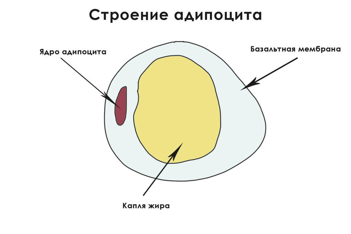 Целлюлит: высосанная из пальца проблема, борьба с которой бессмысленна