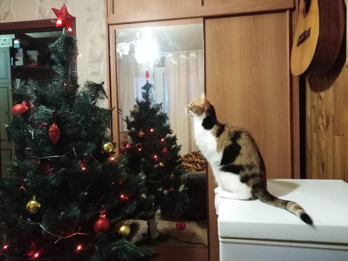 На радость кошкам наряженная елка.