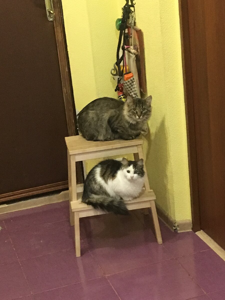 кашка и корм и сразу распушились