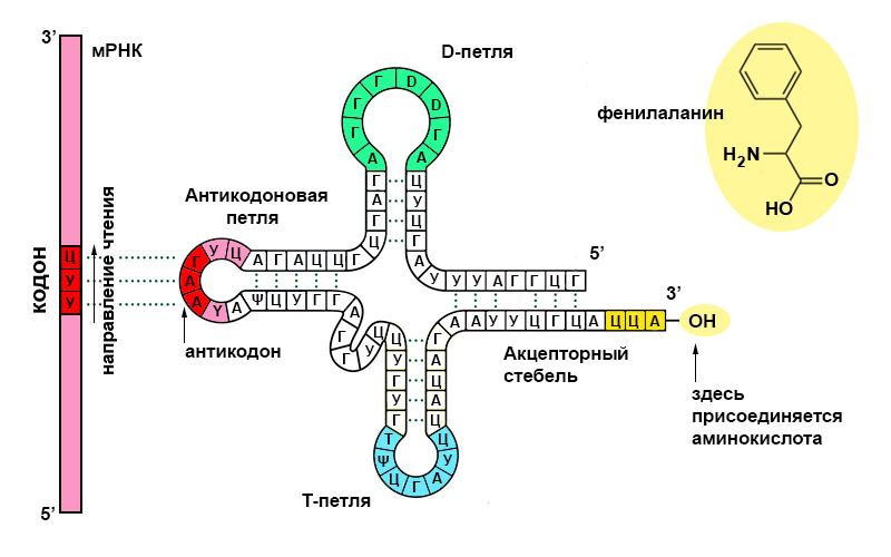 Ггц рнк. Структурная формула ТРНК. Матричная РНК схема. ТРНК строение и их функции. РНК структура молекулы РНК.