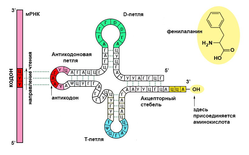 Содержит антикодон клеточная фабрика белка. Структурная формула ТРНК. Структура молекулы ТРНК. РНК структура молекулы РНК. ТРНК строение и функции.