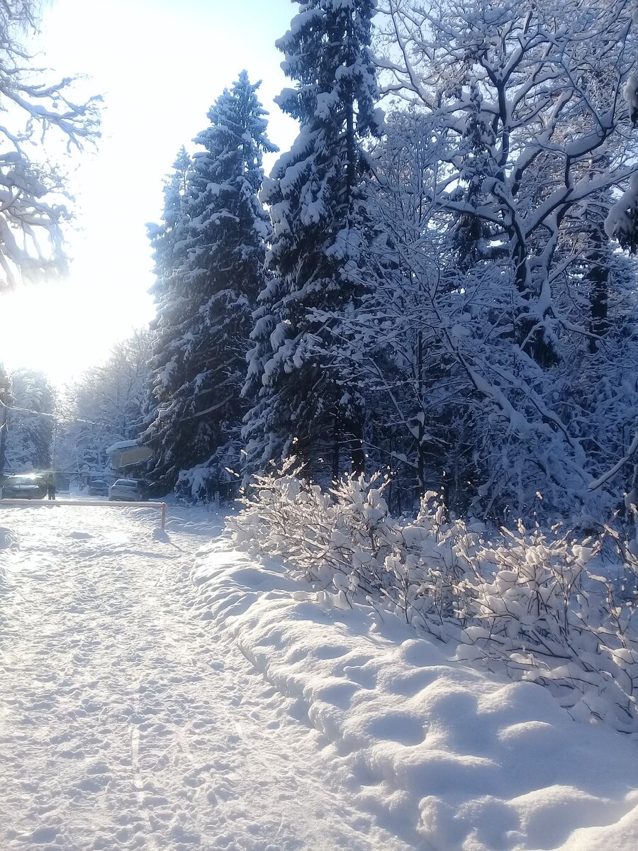 шуваловский парк зимой