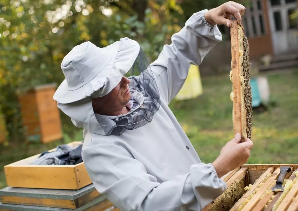 Полезное лакомство от природы