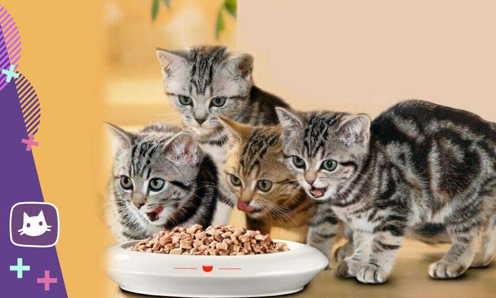 Котенка то есть. Котенок кушает. Корм для кошек. Кошка ест вискас. Котенок кушает корм