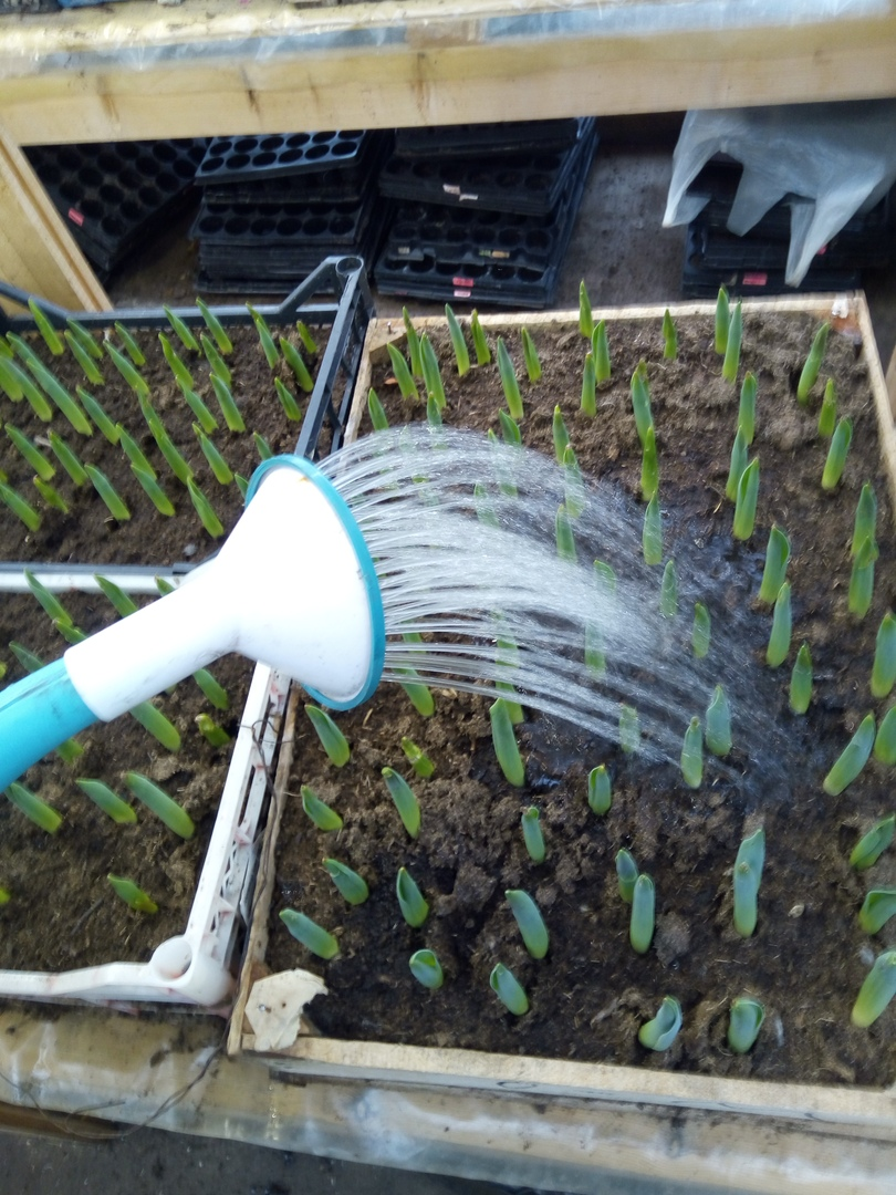 Подкормка тюльпанов. Тюльпаны отцвели полив. Поливать тюльпаны картинки. Весенний цветник. Тюльпаны отцвели полив.