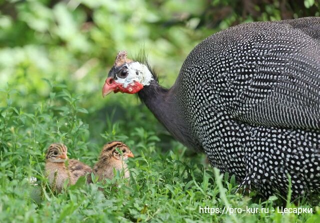 Отзывы о бройлерных цесарках