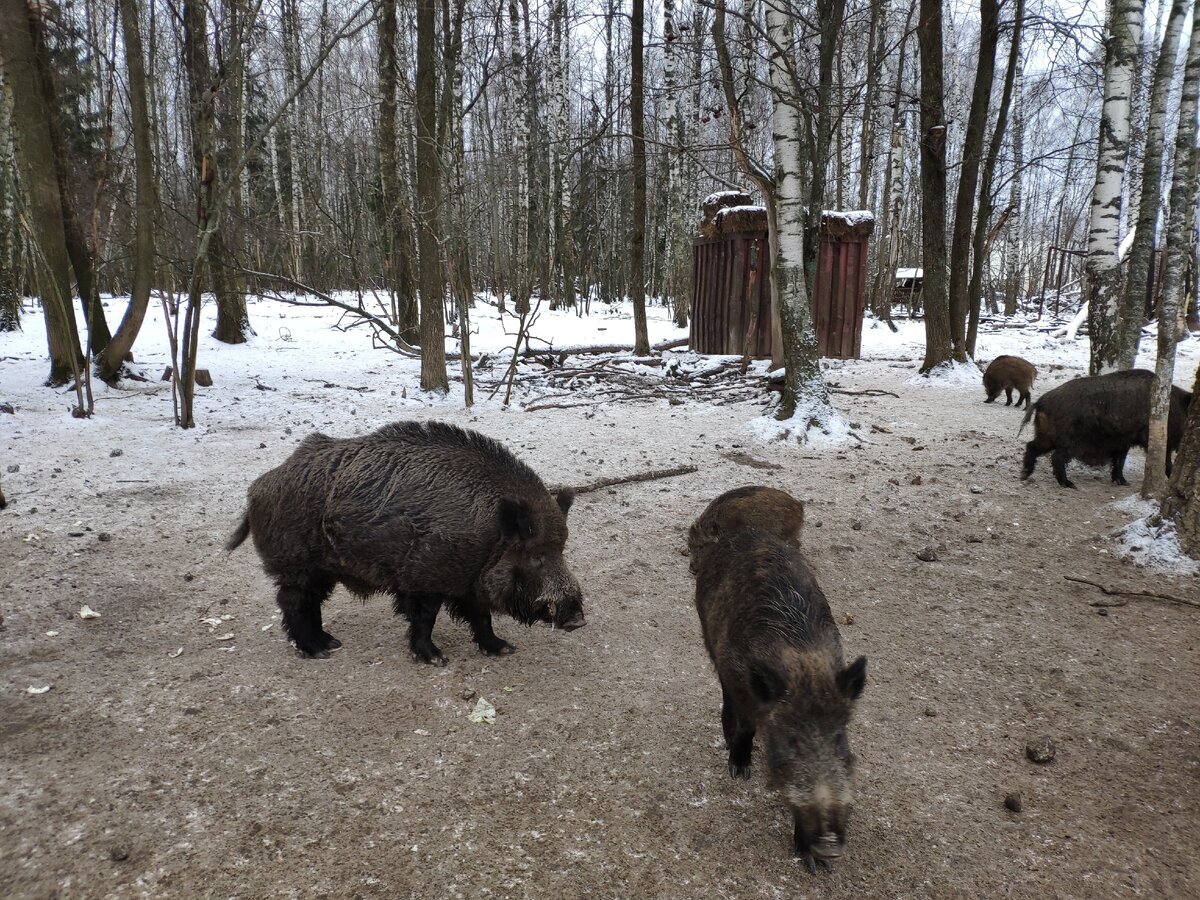 кабан степан лосиный остров. кабаны в рязани. кабан вепрь секач. дикие кабаны подмосковье. скульптура кабана в измайловском парке.