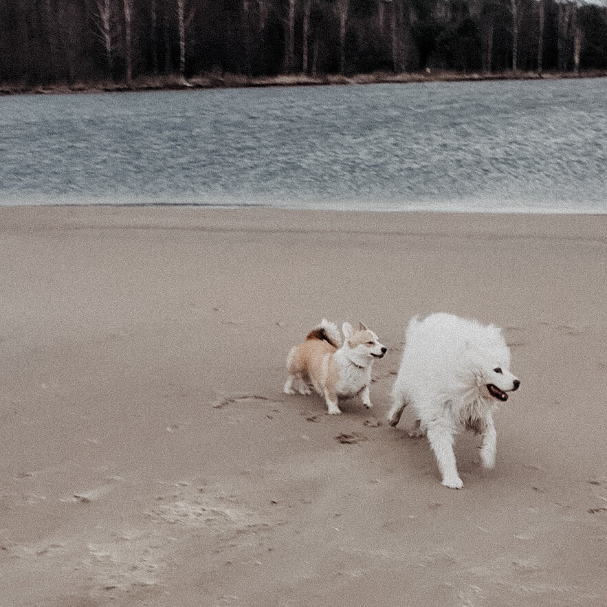 Гонки и преследования