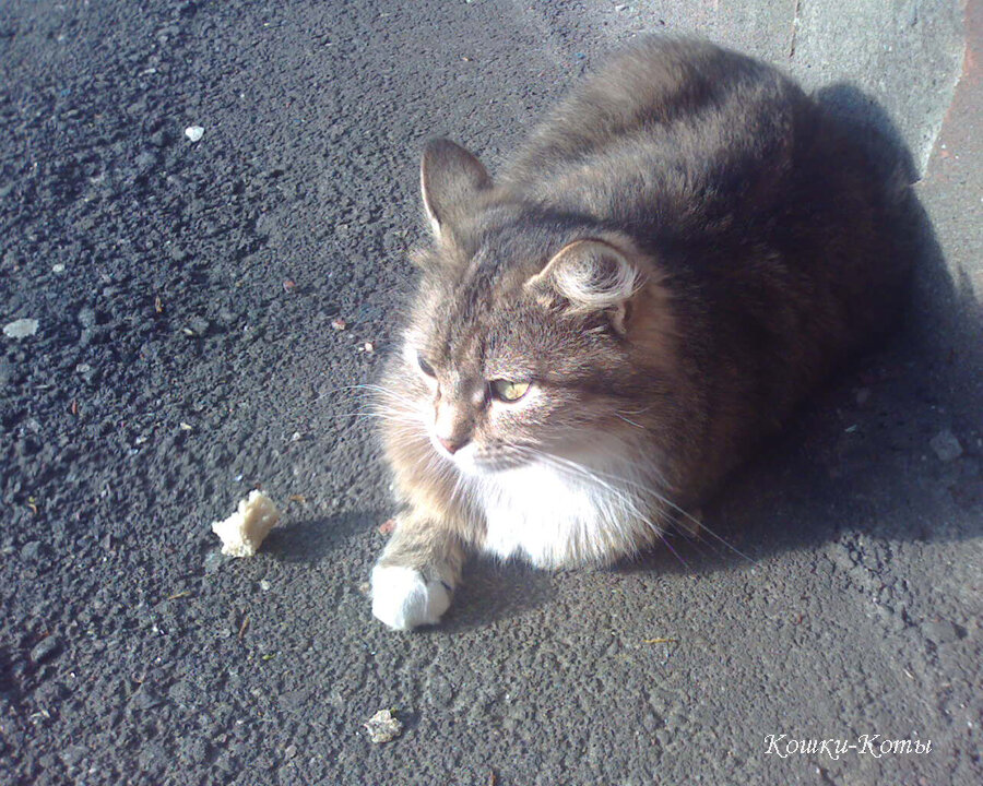 3. А мне не везет. Приманку хорошую кладу.