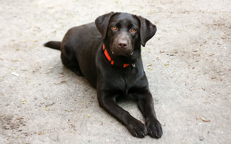 Сложившуюся структуру стоит взять за основу построения распорядка дня семьи и продуктивных отношений с собакой. Фото @kinologsmirnov