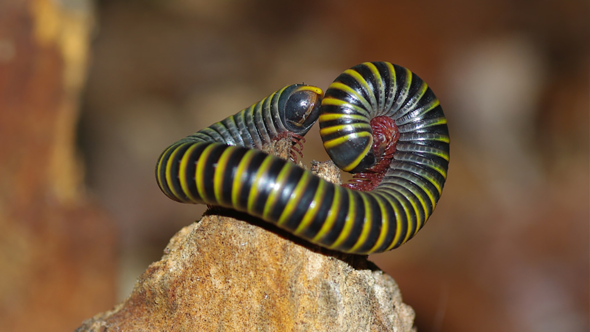 Кивсяки. Кивсяк Anadenobolus monilicornis. Мадагаскарский кивсяк. Полосатый кивсяк. Кивсяк песчаный.