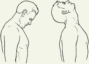 Сгибание шеи. Сядьте прямо. Медленно наклоните голову вниз так, чтобы подбородок коснулся груди. Теперь также медленно откиньте голову назад.