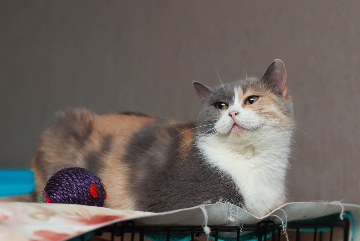 Шерил ведёт размеренный образ жизни, поэтому не будет скучать, пока хозяин или хозяйка буду находиться на работе. Это не значит, что Шерил не нужно человеческое общение