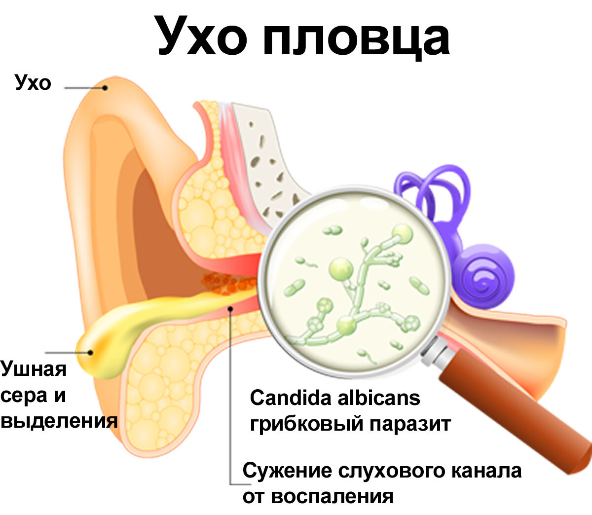 Можно ли прогревать ухо феном