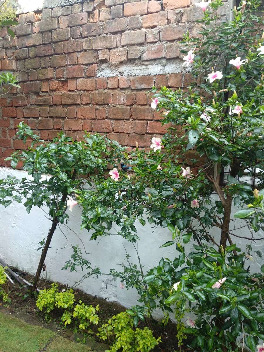 А вот и птичка ( Hummingbird ) на цветах каркаде купается в воде оставшейся на кустах после полива