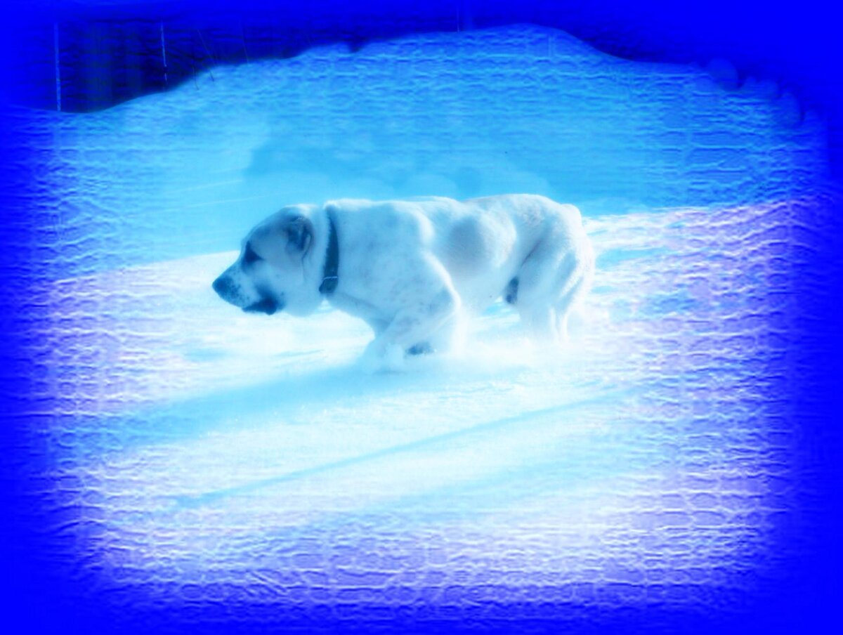 Снежные игры | ВВМ NagornoeCity | Дзен