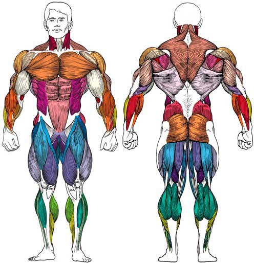 Мышечная система человека вид спереди и сзади