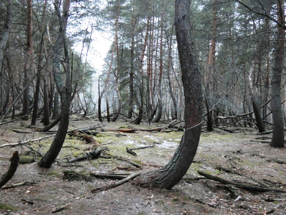 Странный лес картинки