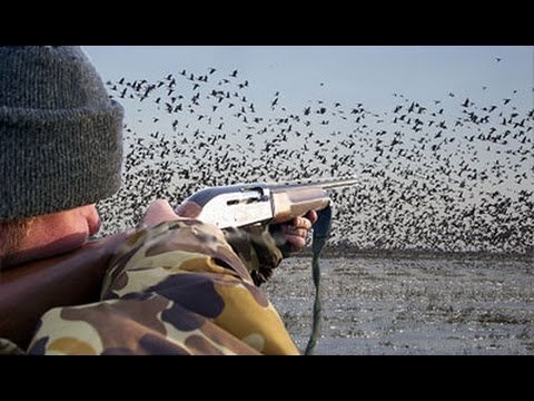 Главное - взять одну в прицел, не на дурака, "где погуще". 