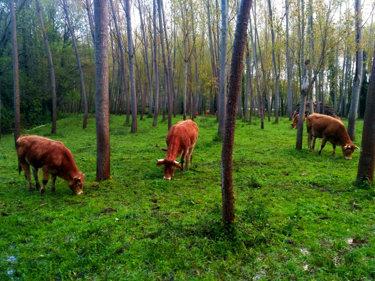 Коровки неспешно пасутся в лесу