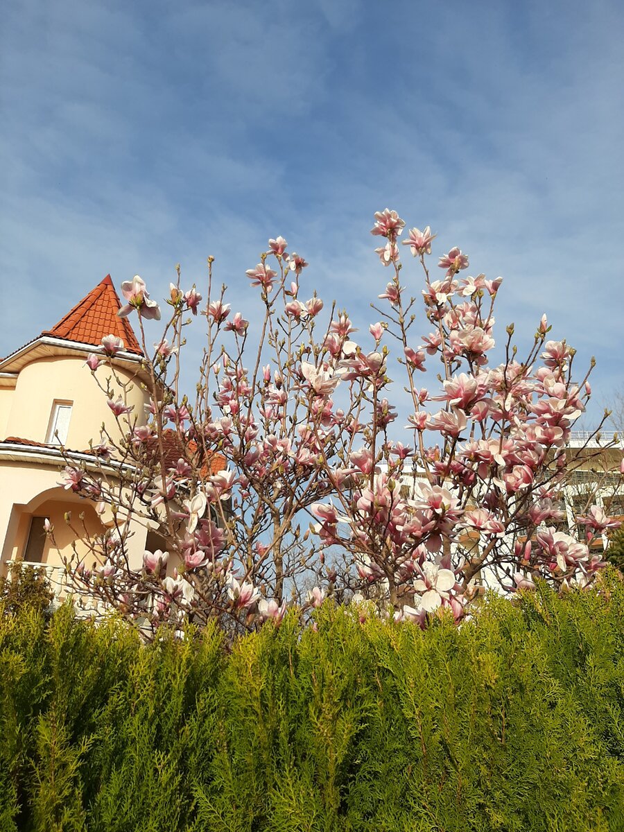 Цветет магнолия.                                                               Фото автора.