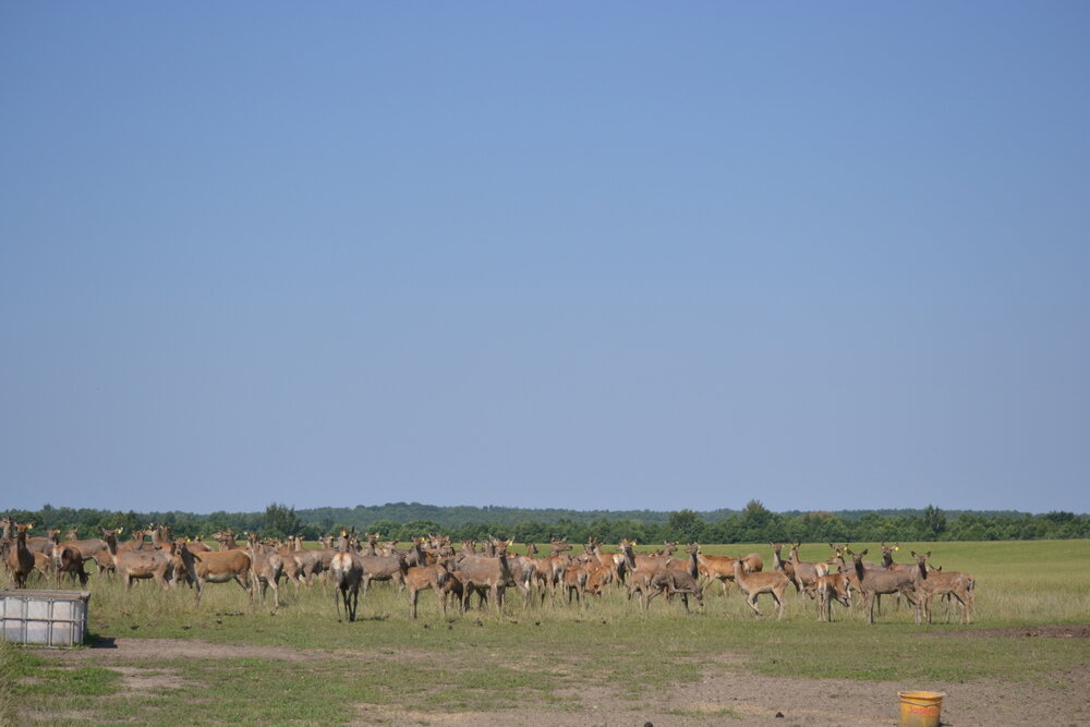 Один из вольеров в охотхозяйстве Мушкино под Калининградом
