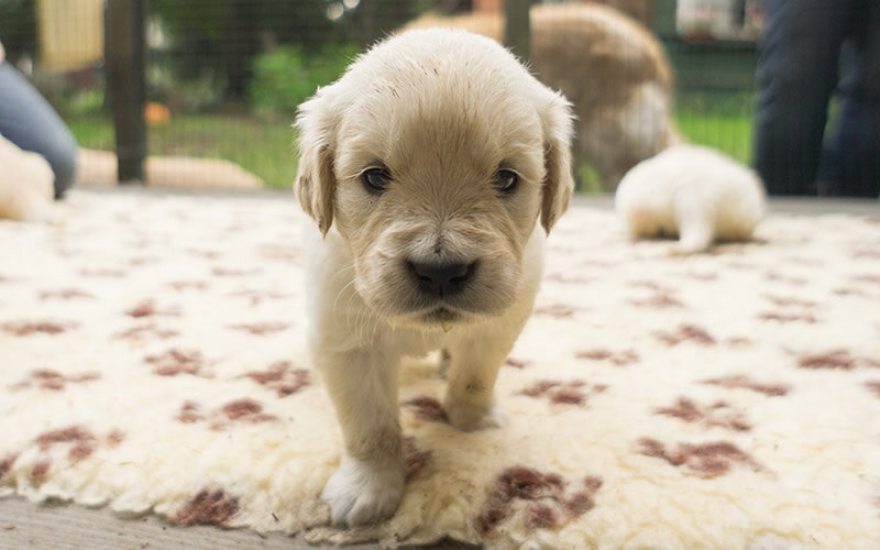 Щенок способен плодотворно учиться уже с 5-6 недель. Фото: А. Смирнов