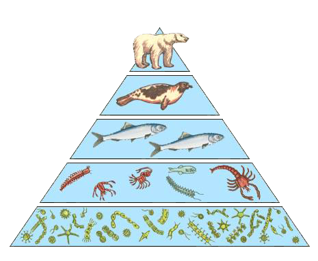 Трофическая пищевая цепь из 10 уровней. Экологическая пирамида водной экосистемы. Морская экологическая пирамида консументы. Трофический уровень экологической пирамиды. Схема трофической цепи.