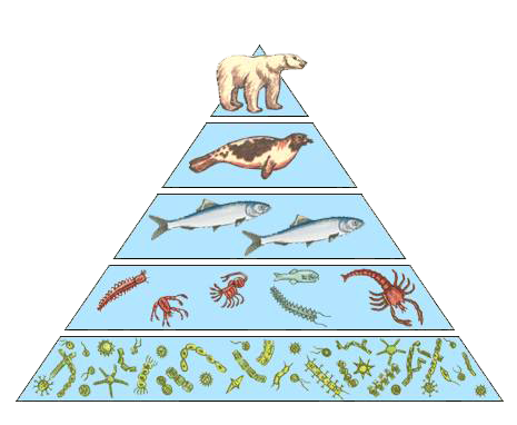 Трофическая пищевая цепь из 10 уровней