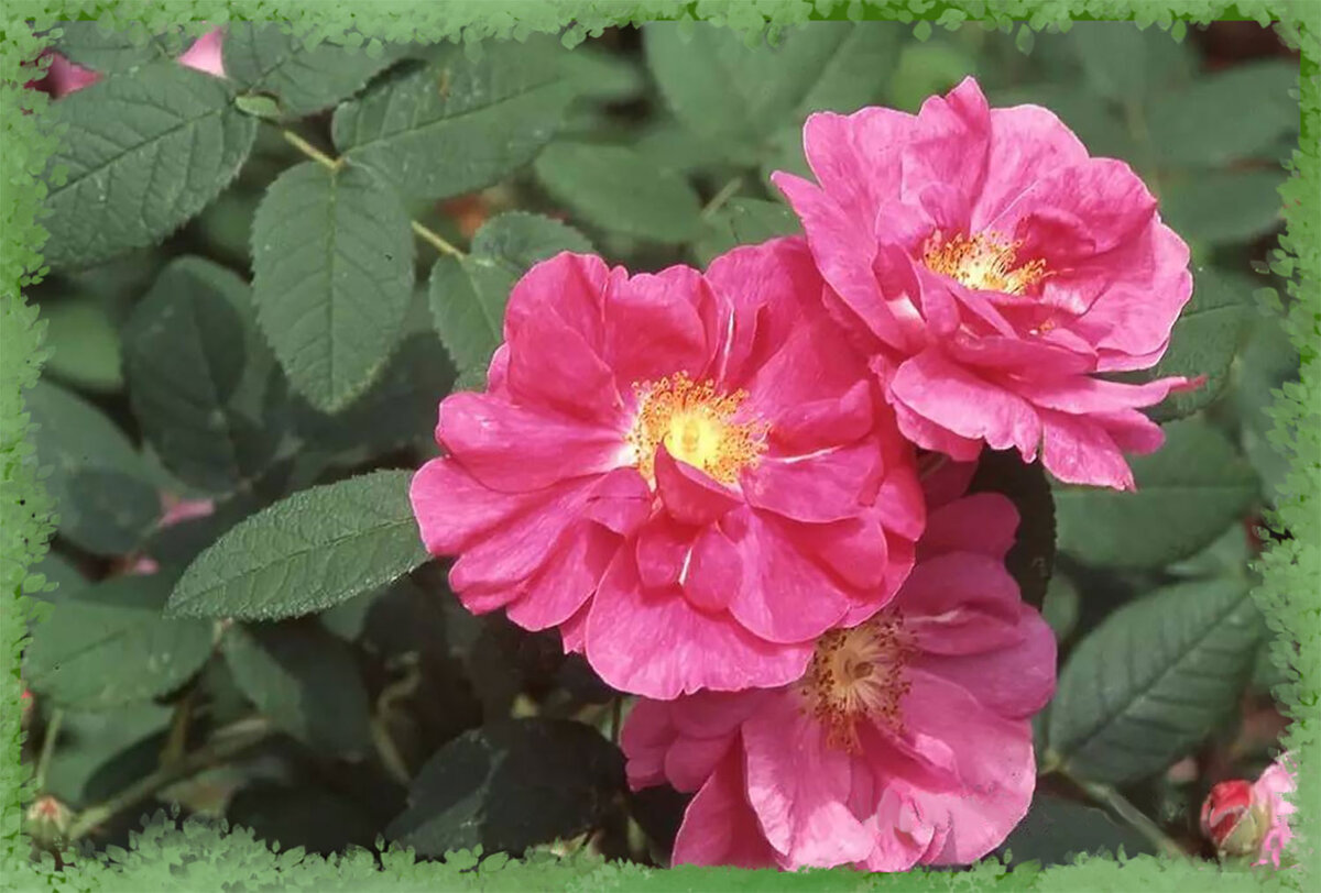 R. gallica officinalis - Р. галлика офисиналис 