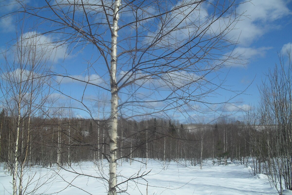 Несмотря на утренние морозы березовые почки уже набухли и готовятся окрасить серый лес нежной зеленью . Пройдет 1,5-2 месяца и все  вокруг изменится до неузнаваемости !