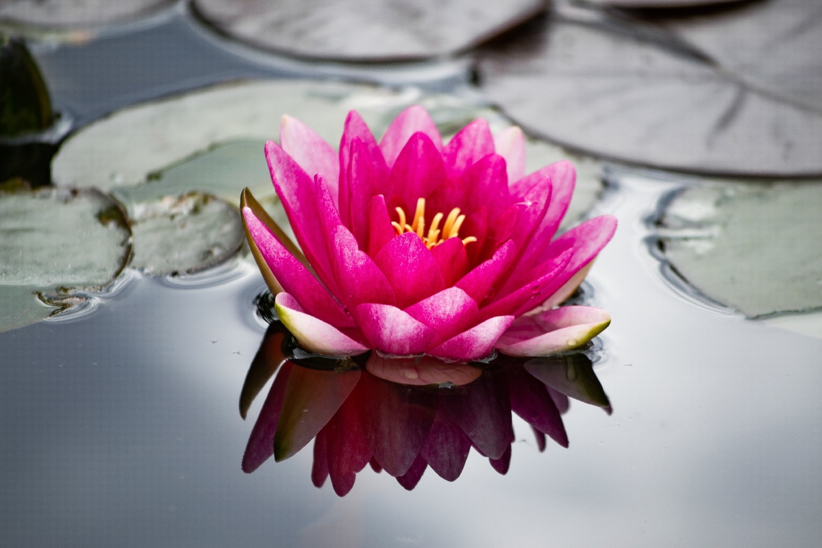 Лотос — символ жизни и счастья. Поскольку он поднимается из грязи, сумев не испачкаться, то почти повсеместно является символом чистоты, совершенства и красоты. (фото мое)