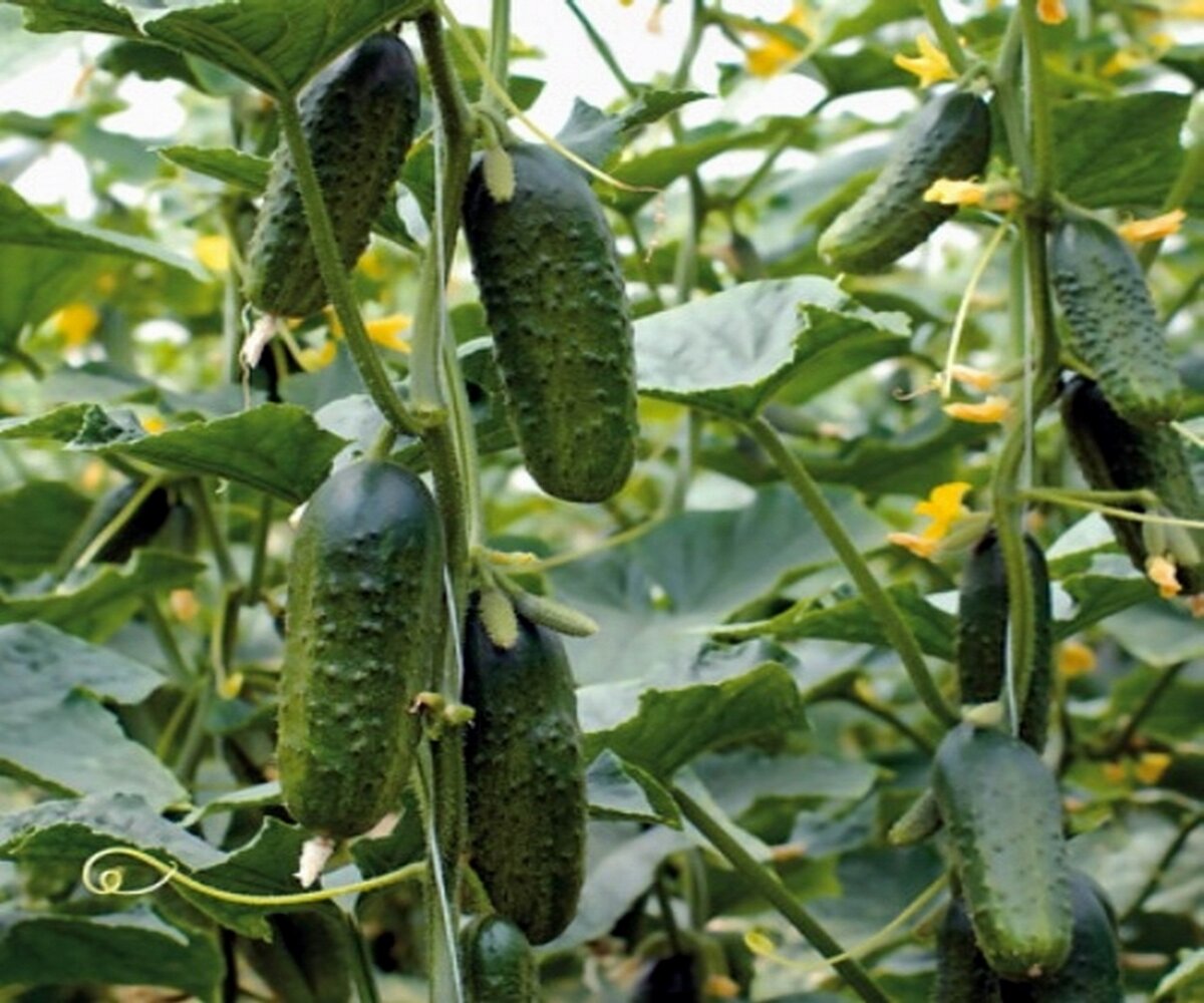 Фото: Яндекс Картинки. Огурцы "Муравей F1"