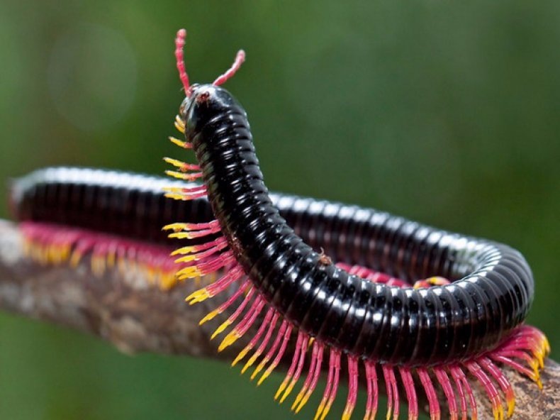 Лапки веером. Фото взято из открытых источников