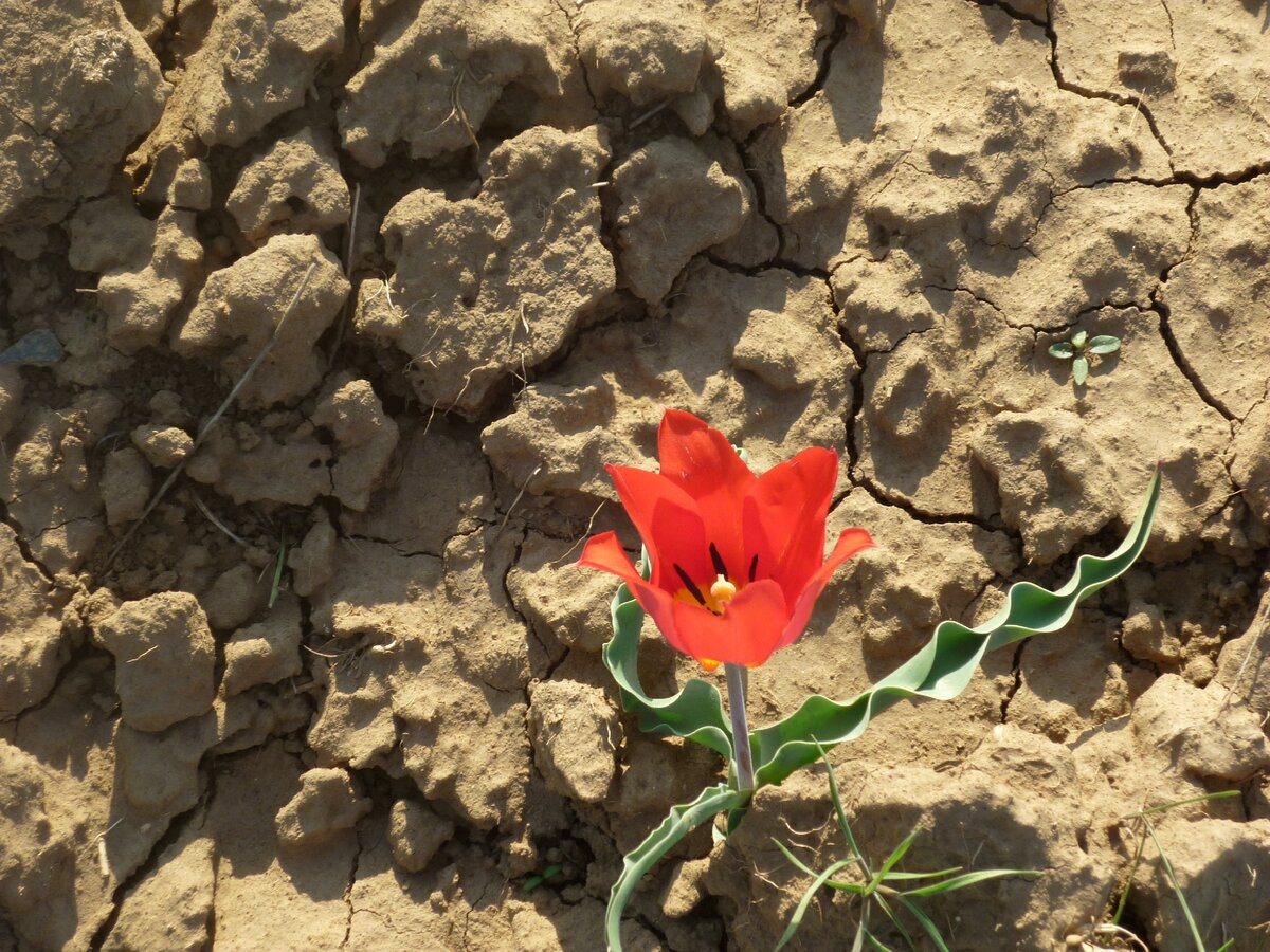 Тюльпан Шренка в окрестностях Элисты. С таких цветов (в том числе) началась европейская традиция разведения тюльпанов.