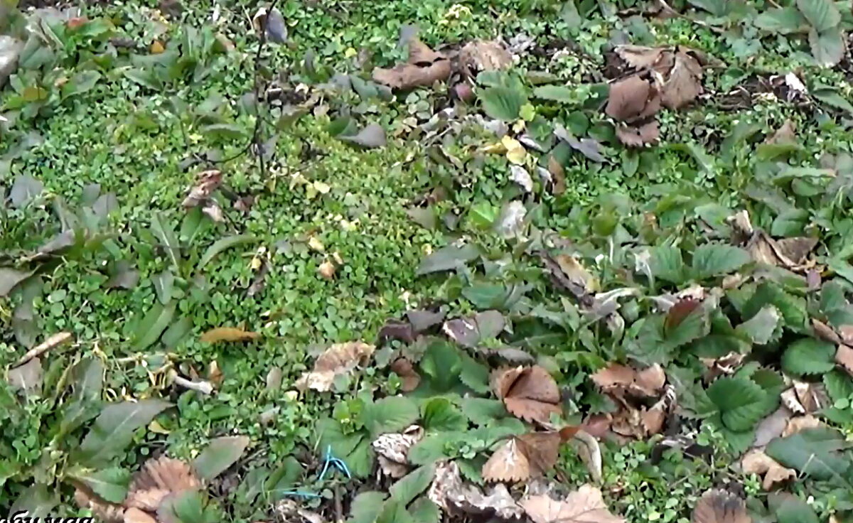 Заросли мокрицы на грядке