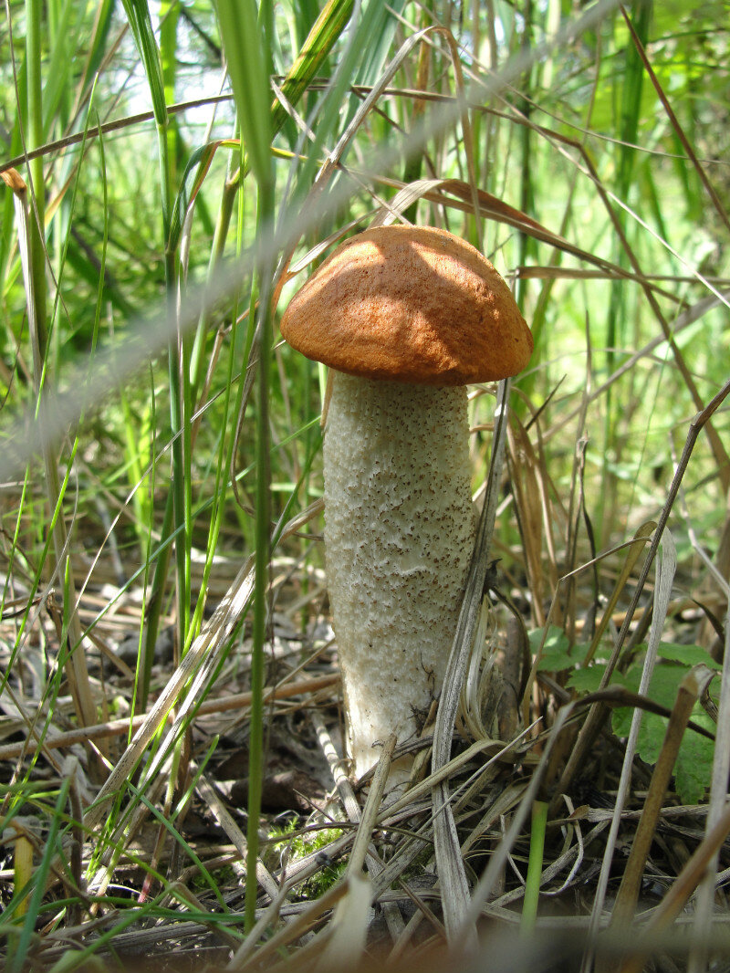 Съедобные грибы подосиновики в руке