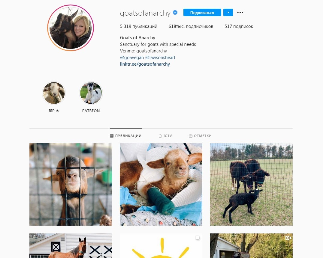 Козы анархии, владелец открыл небольшой приют для коз помогает и им. 
Фото из instagram