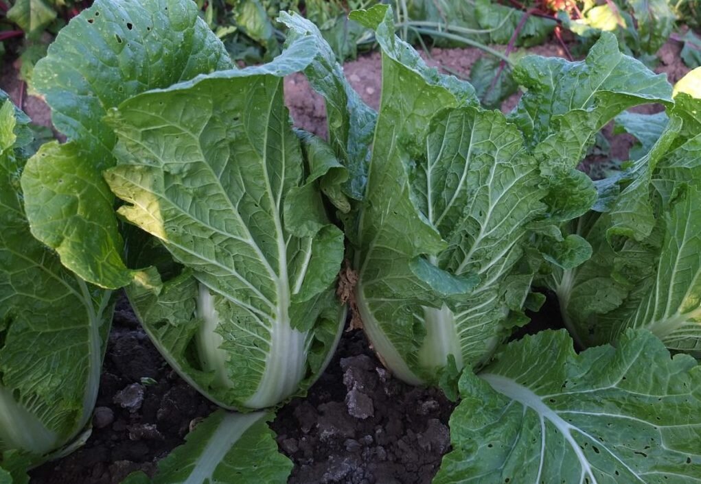 Иллюстрация koffkindom.ru