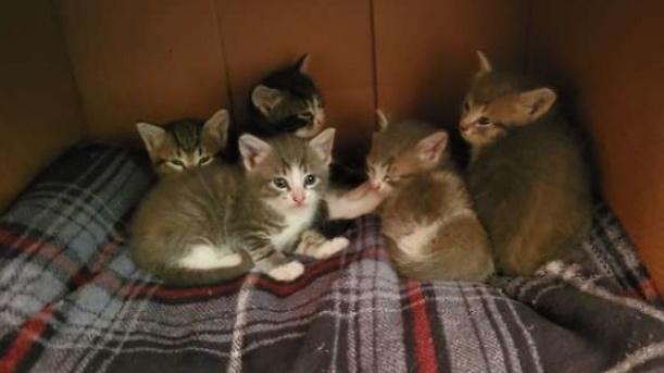 3 мальчика и 2 девочки. Ну вот как я могла их утопить? 