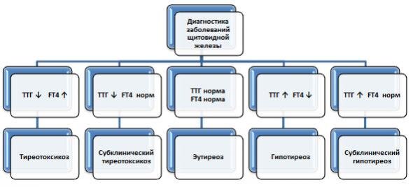 Гормоны щитовидной железы