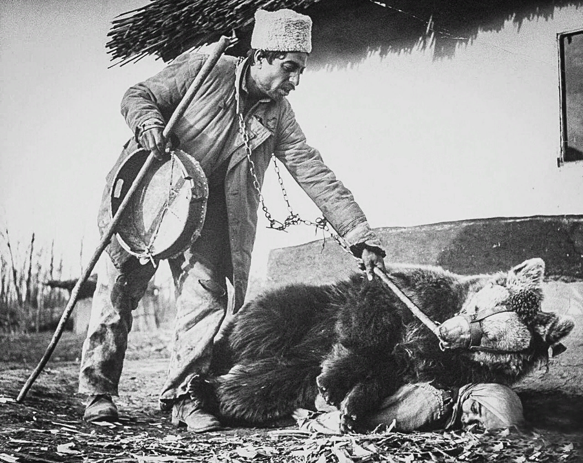 Bear century. Лечение спины медведем Румыния 1946. Лечение спины медведем Румыния 1946 Румыния. Цыгане с медведем. Старый медведь.