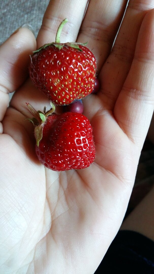 фото Туровой Светланы. клубника Даренка.
