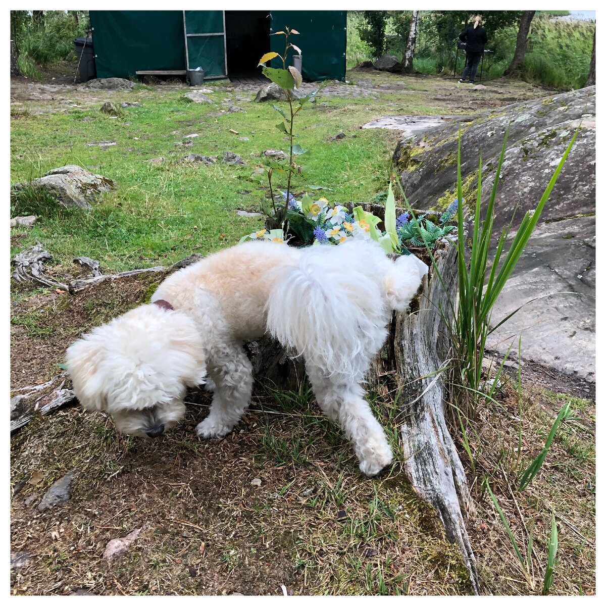 Пока люди обживаются, собакам тоже есть чем заняться😉