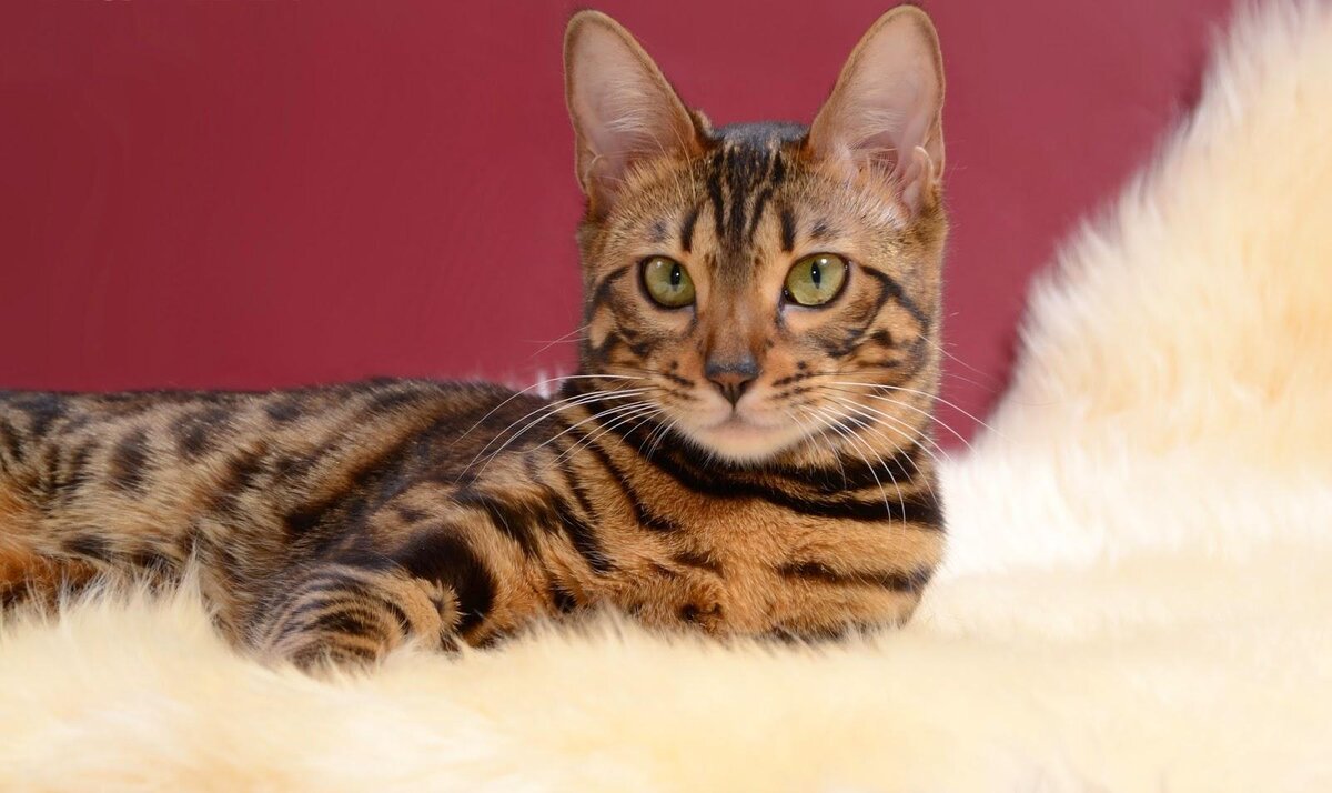 Бенгальский кот.