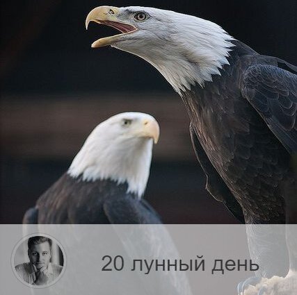 Подписывайтесь и ставьте 👍
20-ый лунный день с 19:37 6-ого по 20:03 7-ого. 🔆 Время преображения
🦅 Символ дня – орёл.
🎂 Люди, рождённые в этот лунный день, очень разные. Если человек проживает свою жизнь осознанно, он способен  жертвовать всем ради дела, которому служит, он находится в ожидании подвига, своего часа. Если человек не развивается духовно, он может стать диктатором  и нести ложную идея, слепо веря в неё.
💍 Камень - яшма.
🌞 День духовного роста, время отбросить все сомнения и совершить важный поступок ради лучшего будущего. Это день победы над собой! Действуйте смело и решительно, не тратьте время на пустяки и не поддавайтесь гордыне и самолюбованию, уделите время своим близким.
✅ Рекомендуемые практики: зрелые отношения.
В этот день легко принять важное решение, совершить какой-то поступок и подняться на более высокую ступень, как в духовном развитии, так и в карьере и социальном положении. Но это оправдано лишь в случае, если ваше решение созрело, вы уверены в нём и в себе, так как работали с предыдущими лунными днями.
💊 Сегодня нужно быть особенно аккуратными со своим здоровьем, так как болезни, начавшиеся в этот день, бывают долгими и часто переходят в хроническую форму. Очень полезно поголодать или хотя бы отказаться от мяса, а также найти время для физических упражнений. Не рекомендуется напрягать зрение.
❌Запрещено: животная пища, экстрасенсорное лечение, гордыня.
В этот день нельзя есть животную пищу, напрягать зрение, подвергать себя экстрасенсорному лечению и лечить самому. Нельзя проявлять гордыню и высокомерие, злобу и брезгливость, ведь это тормозит преображение.
⭕️Уязвимые органы: лопатки, брюшина.
⚠️ Знак:
Если человек неправильно живёт, то на это укажет онемение шеи. Неправильно использование энергий дня может привести к обморокам, повышению давления, онемению рук и боли в лопатках.
💤Сегодняшние сны сбываются.

—————
🆘 Простые решения сложных вопросов 👉 numeromagic.ru/uslugi