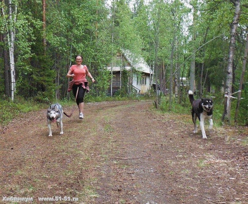 Фото автора. Бег с хаски (каникросс). https://vk.com/club183312470